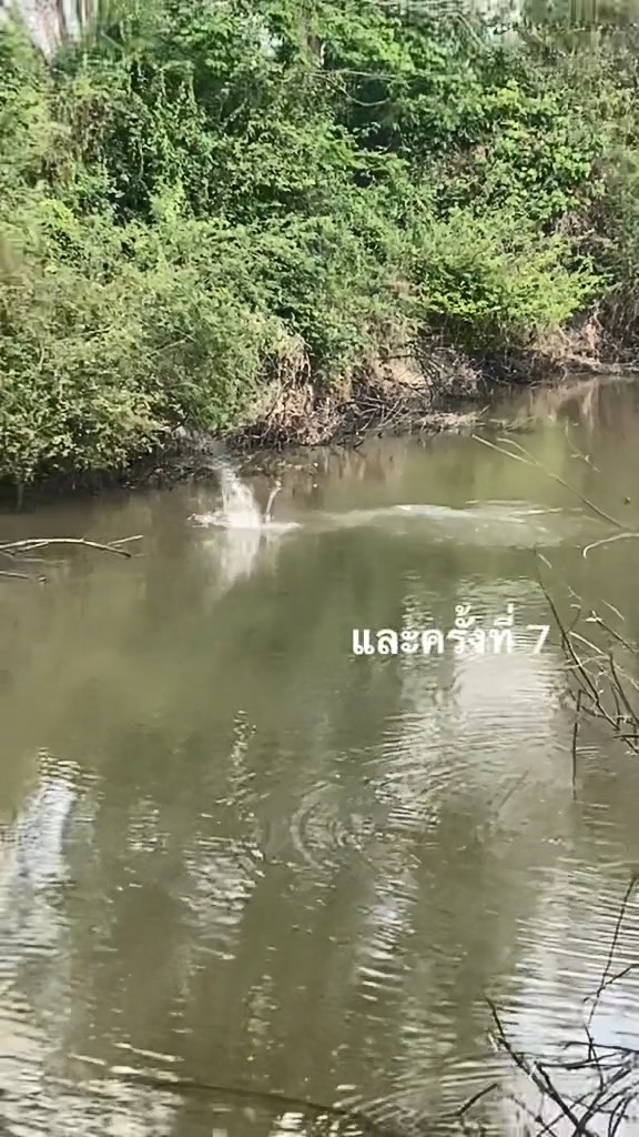 ตกปลากแก้ มส